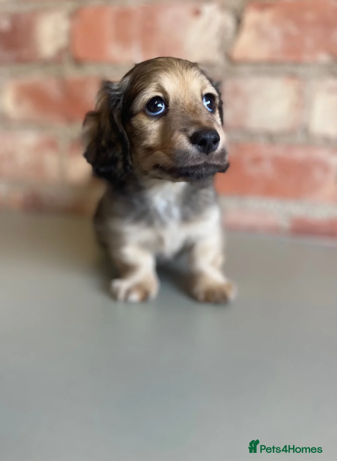 Miniature Dachshund dogs for sale: Exceptional KC Registered Miniature Dachshunds  - Advert 22
