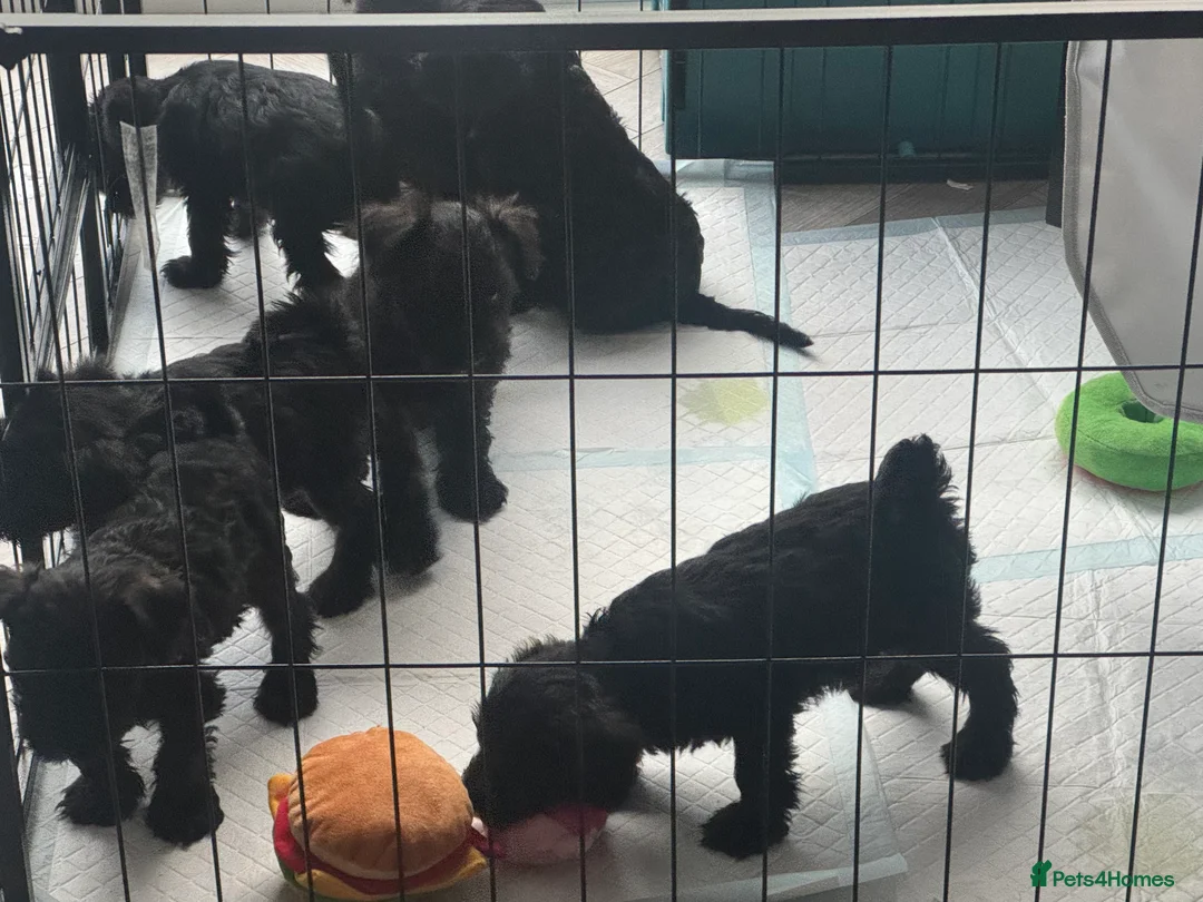 Miniature Schnauzer dogs for sale: Female Miniature Schnazuer Puppy 7 weeks old - Advert 4