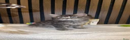Ragdoll cats for sale: "Stunning Ragdoll Kittens | Tabby | Ready Now - Advert 8
