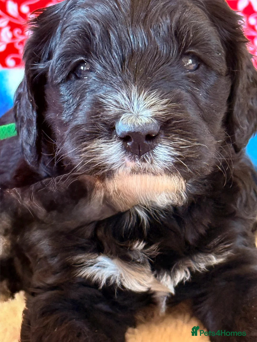 Labradoodle dogs for sale: Australian labradoodles  - Advert 10