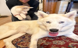 Siberian Husky dogs for sale: Siberian husky  - Image 5