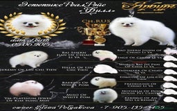 Pomeranian dogs for sale: Beautiful mix of Russian/Chi Tien Pomeranian Pups - Image 15