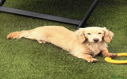 Miniature Dachshund dogs for sale: 💚🧡Stunning KC Longhaired Mini Dachshunds💚🧡 - Image 14