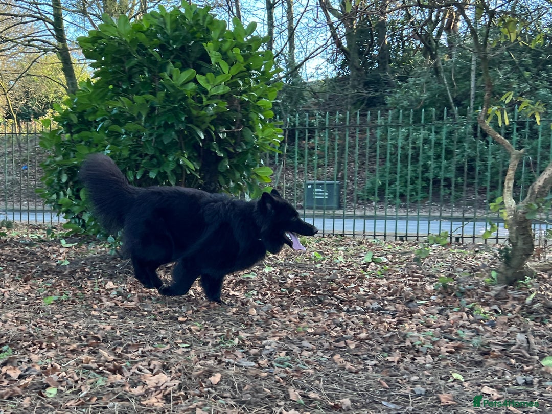 German Shepherd dogs for stud: Solid Black Long Coat German Shepherd Dog at Stud - Advert 16