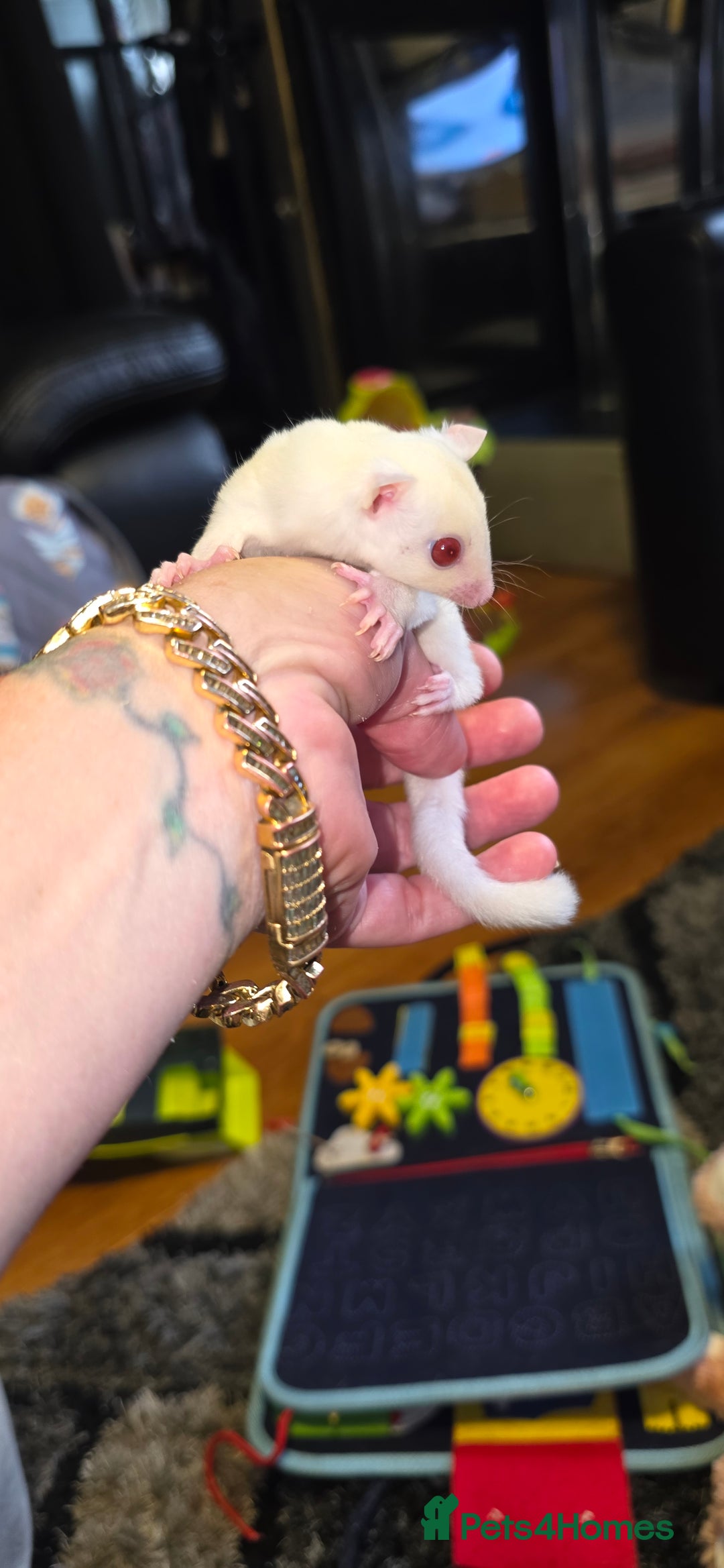 Sugar Glider rodents for sale: SOLD Rare male ruby leu sugar glider - Image 2