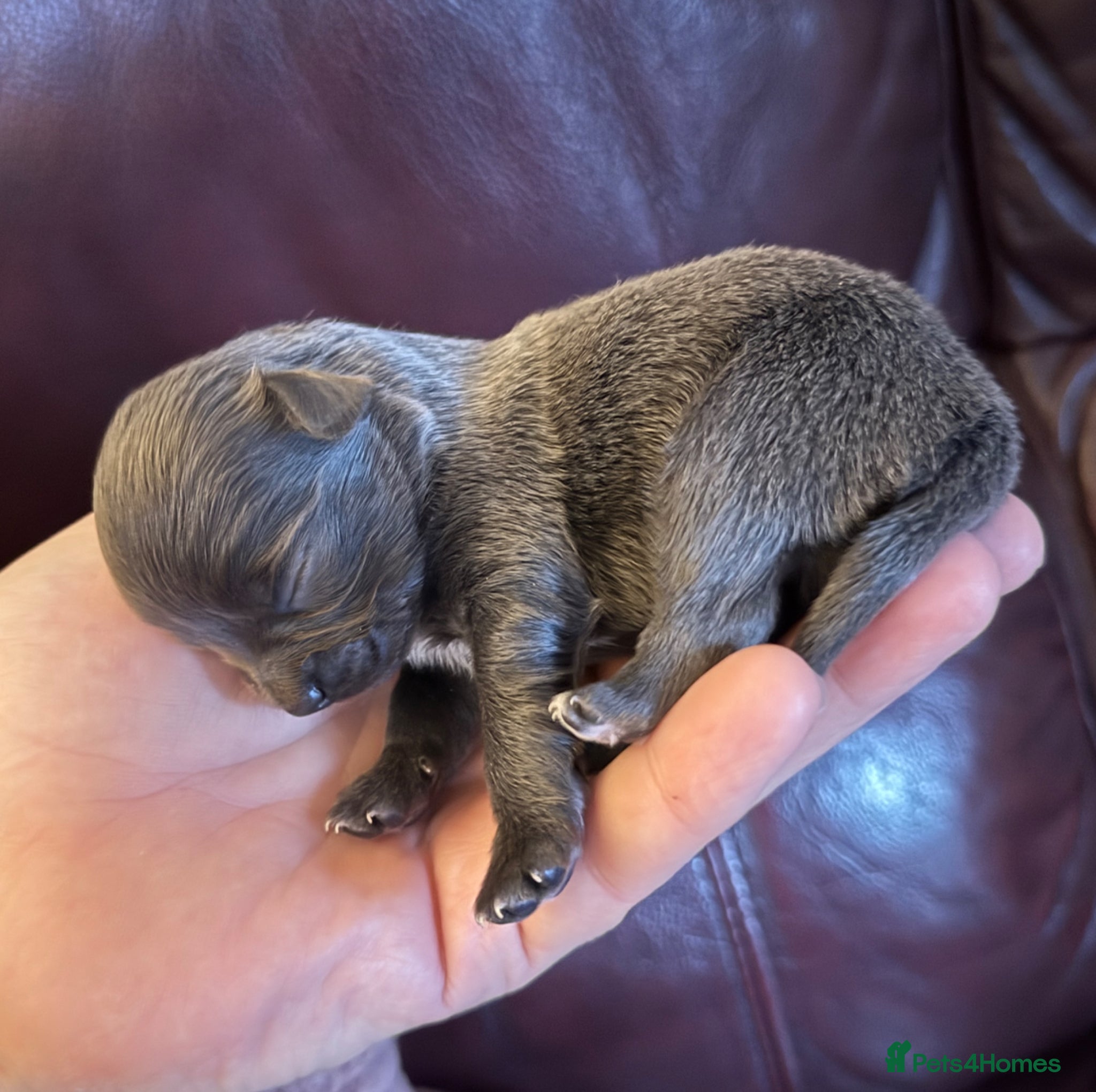 Chihuahua dogs Long haired chihuahua puppies - Advert 7