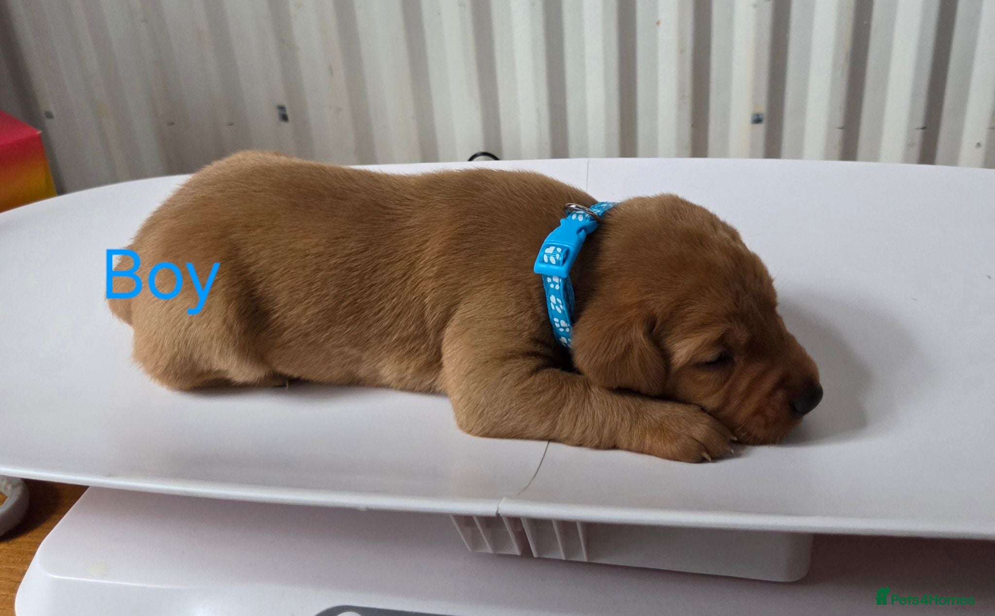Labrador Retriever dogs Fox red labarador  - Advert 2