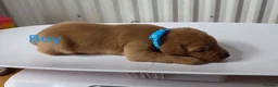 Labrador Retriever dogs for sale: Fox red labarador  - Advert 1