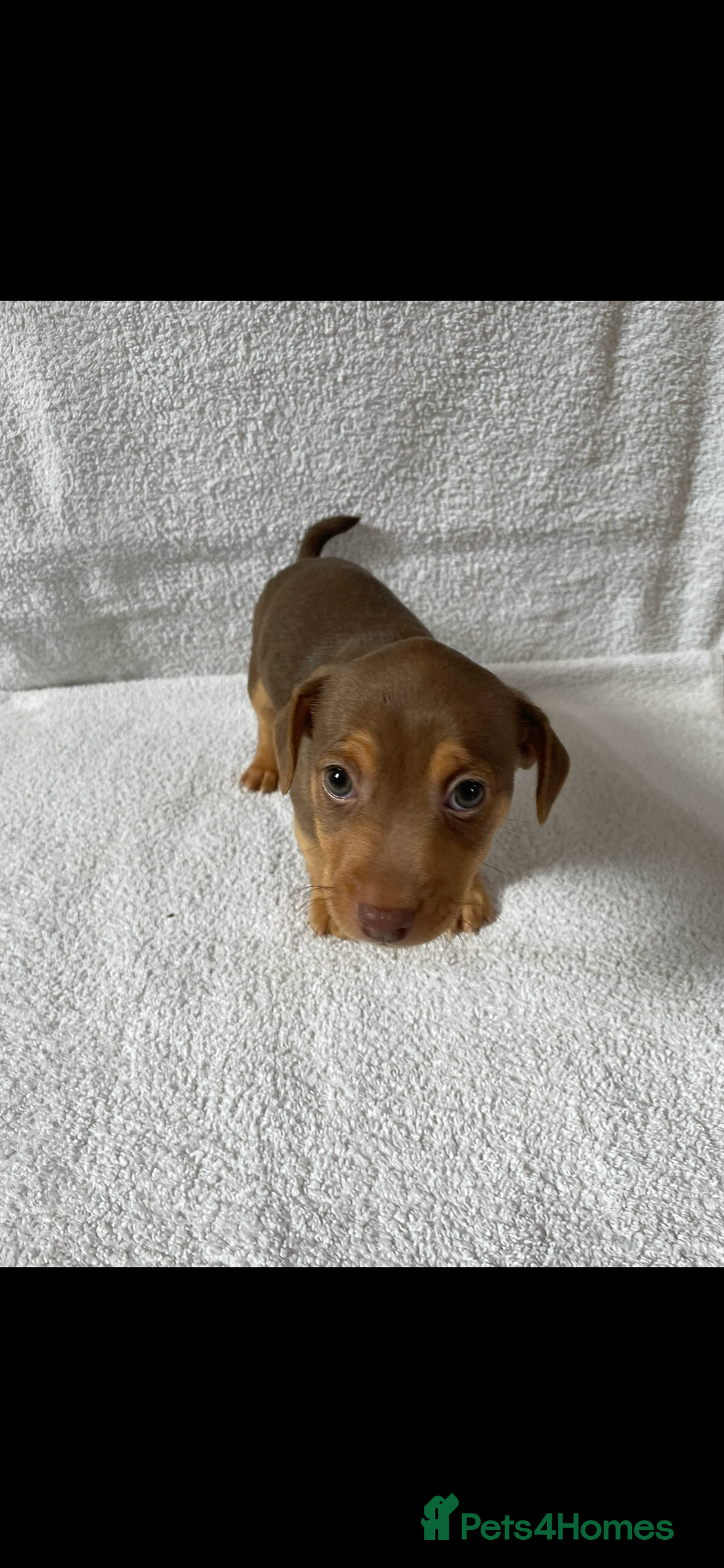 Jack Russell dogs for sale: Jack Russell puppies  - Image 7