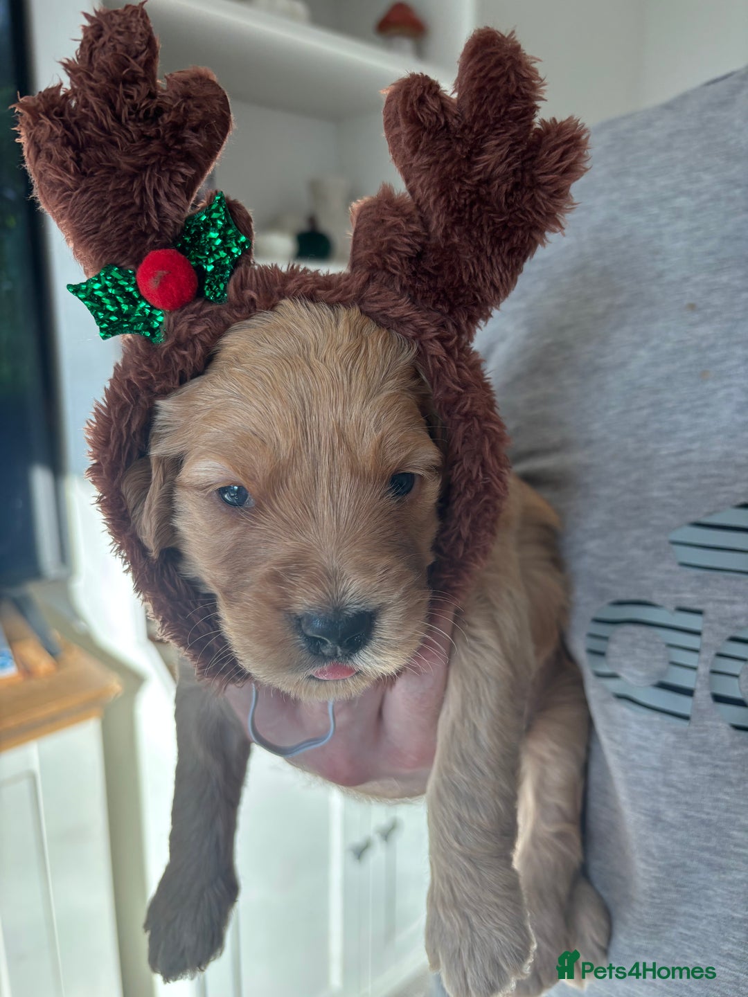 Mini Goldendoodle dogs for sale: F2 mini golden doodle puppies.  - Advert 10