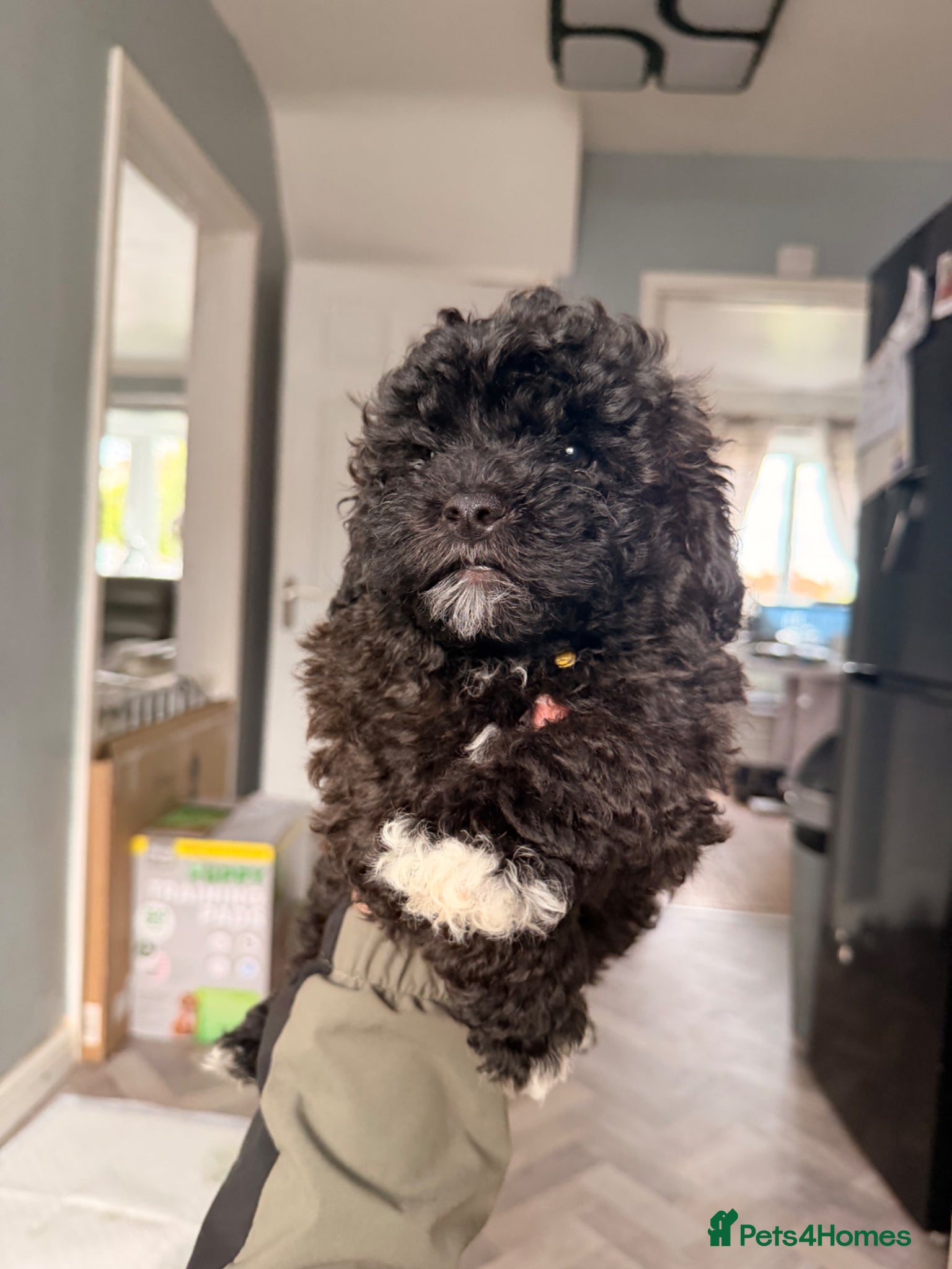 Shihpoo dogs 2 beautiful baby’s ready for there forever homes  - Advert 6