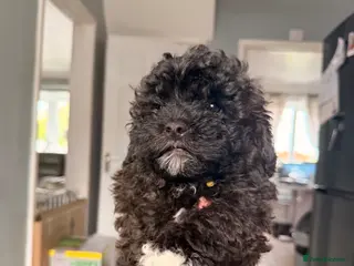 Shihpoo dogs 2 beautiful baby’s ready for there forever homes - Advert 6