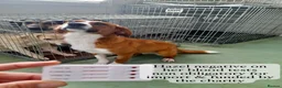 Mixed Breed dogs for adoption: Hazel, 6 months approx. Available for adoption. - Advert 19