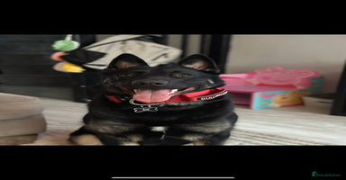 German Shepherd dogs - Advert 4
