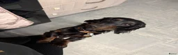 Dachshund dogs for sale: Dachshund puppies  - Advert 15