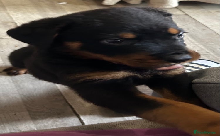 Rottweiler dogs - Advert 6