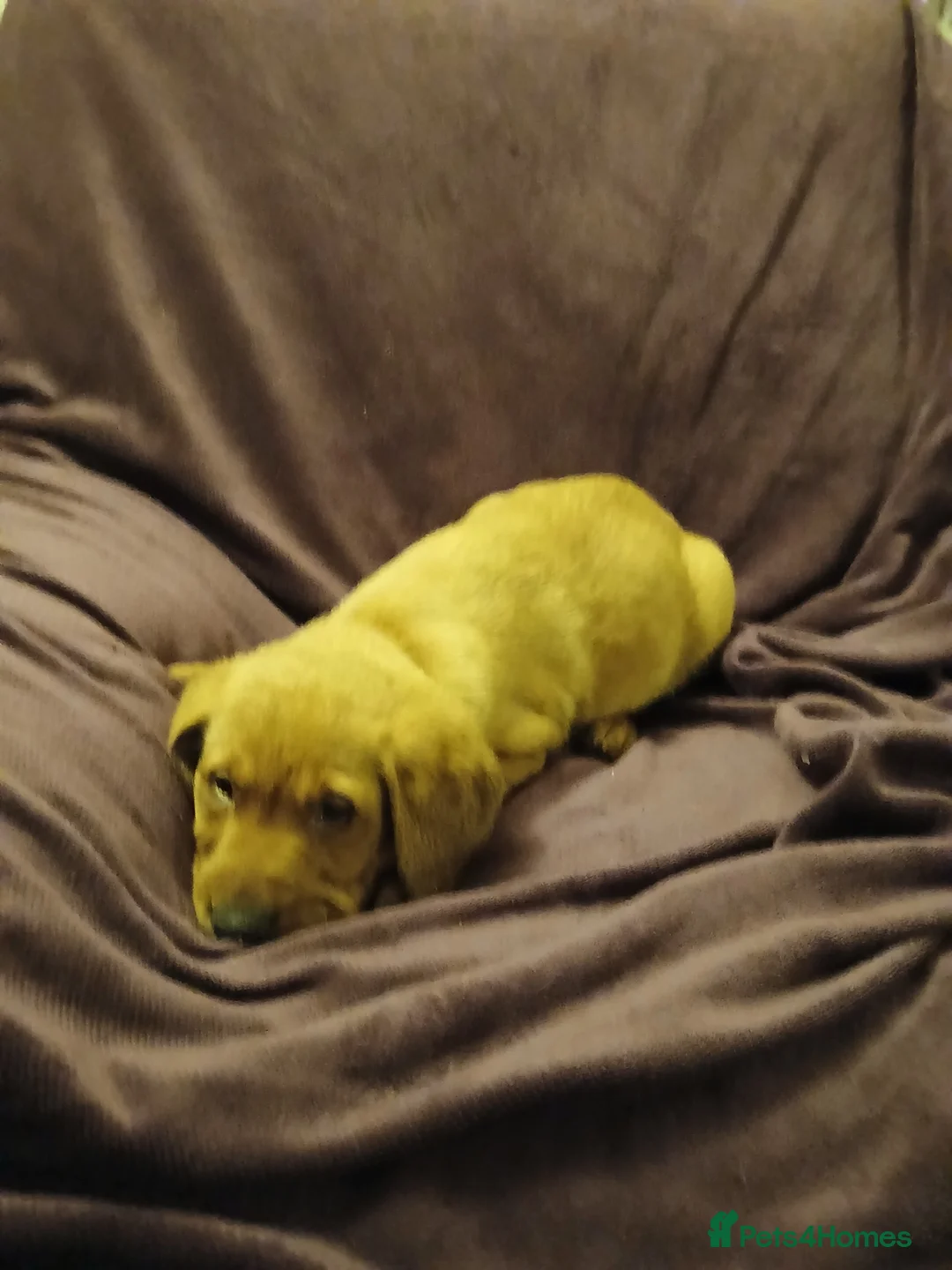 Labrador Retriever dogs for sale: Fox red labrador puppies - Advert 15
