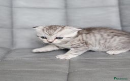 Scottish Fold cats for sale: Scottish mixed  - Image 10
