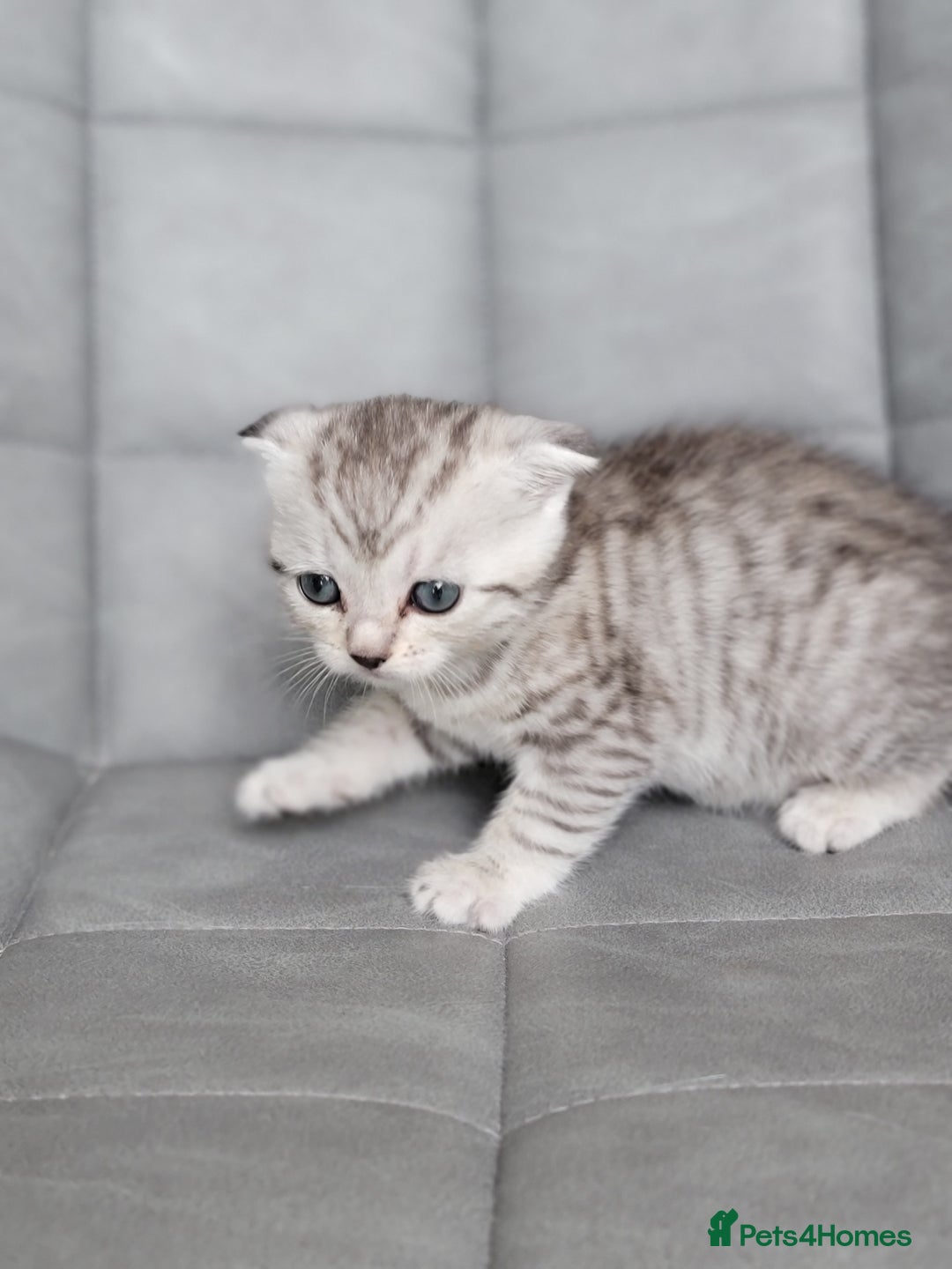 Scottish Fold cats for sale: Scottish mixed  - Image 10