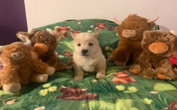Chow Chow dogs for sale: 5 Chow Chow Puppies - Image 10