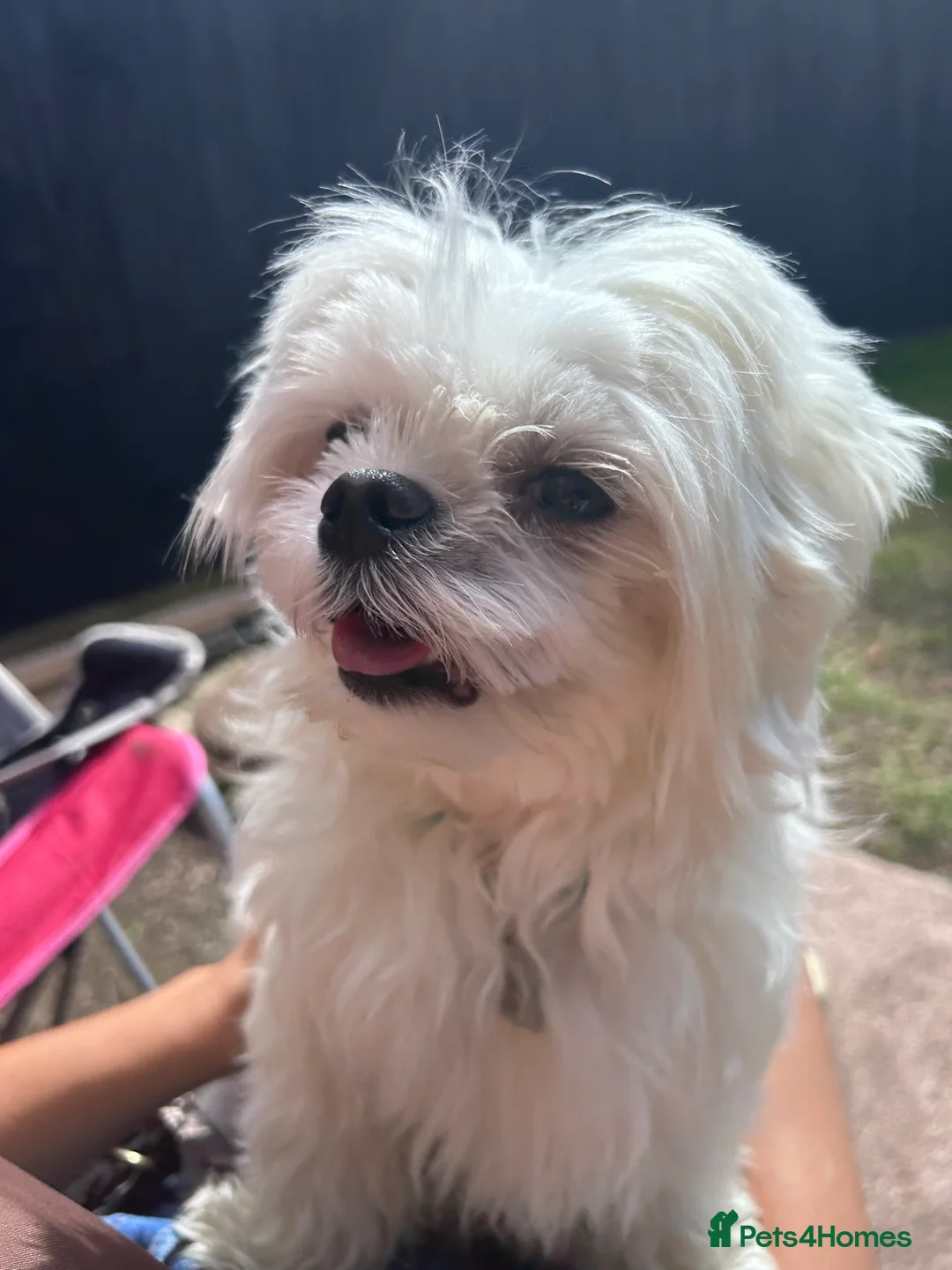 Maltese dogs for stud: Fabulous proven miniature Maltese for stud 🌟 in South Shields - Advert 20