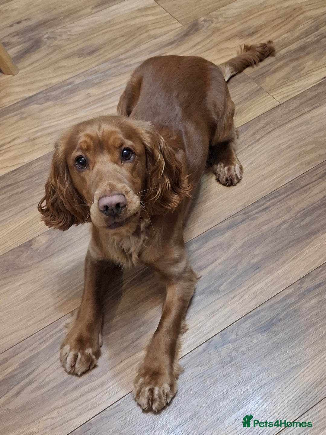 Cocker Spaniel dogs for stud: Handsome working Cocker Spaniel for stud - Advert 10