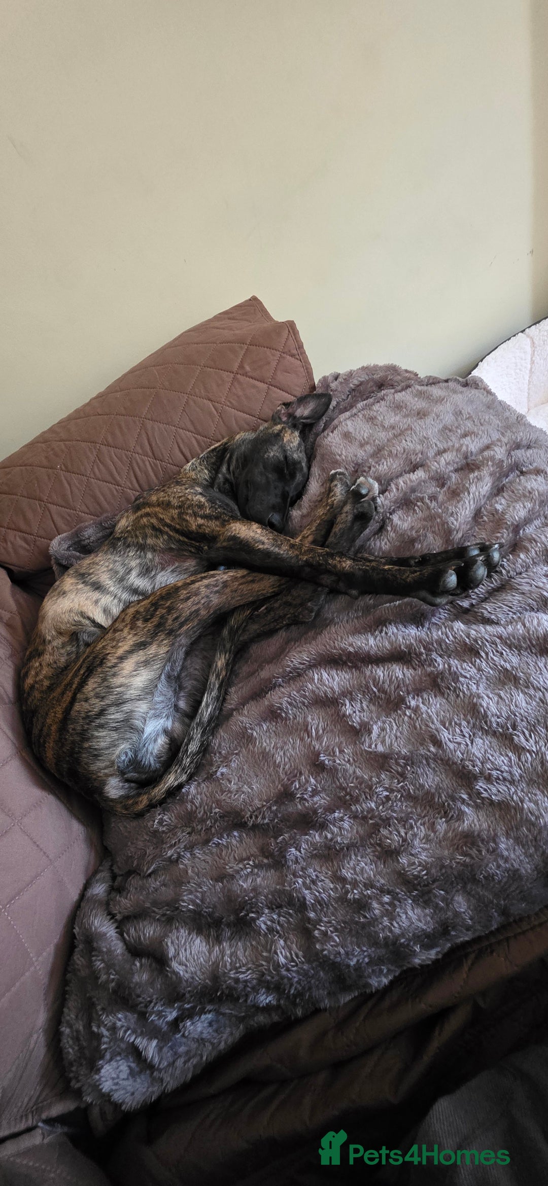 Mixed Breed dogs for sale: Poppy, Whippet x Lakeland terrier. Beautiful! - Image 8