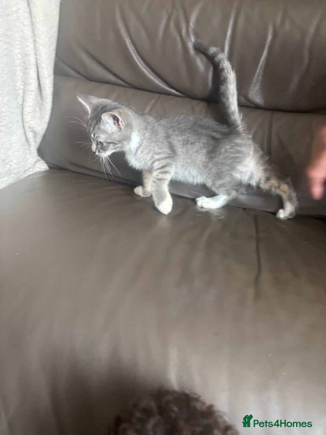 Mixed Breed cats for sale: Maincoon x Scottish fold  - Image 27