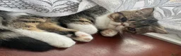 Exotic cats for sale: Lovely Male kitten  - Advert 2