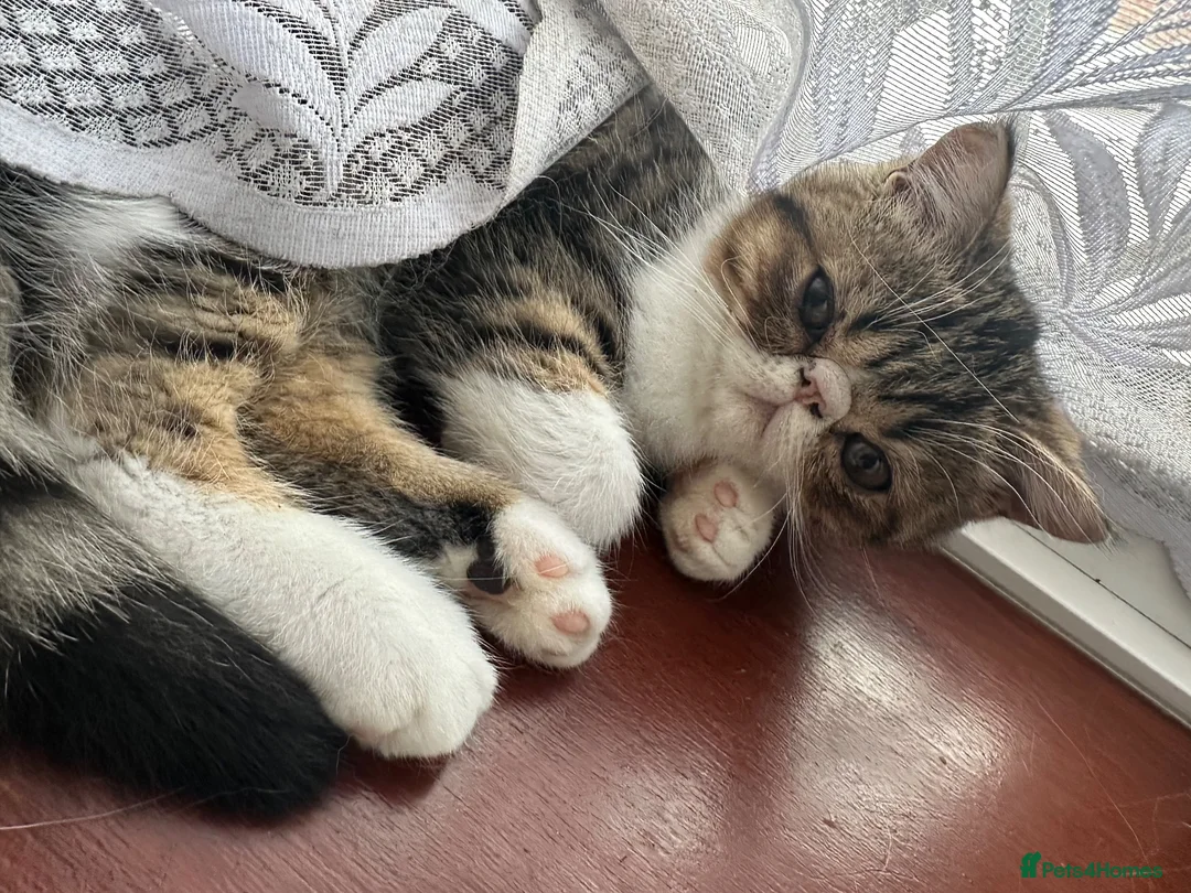 Exotic cats for sale: Lovely Male kitten  - Advert 2