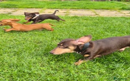 Miniature Dachshund dogs for stud: MINI DASCHUND FOR STUD - Advert 6