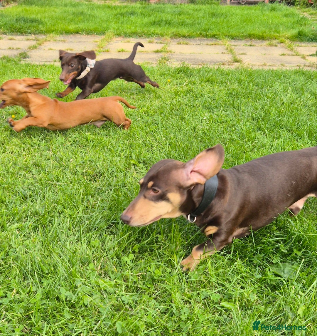 Miniature Dachshund dogs for stud: MINI DASCHUND FOR STUD - Advert 6