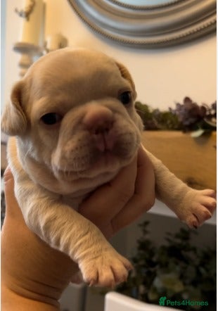 French Bulldog dogs for sale: Stunning Litter of French Bulldog Puppies for Sale in Southampton - Advert 3