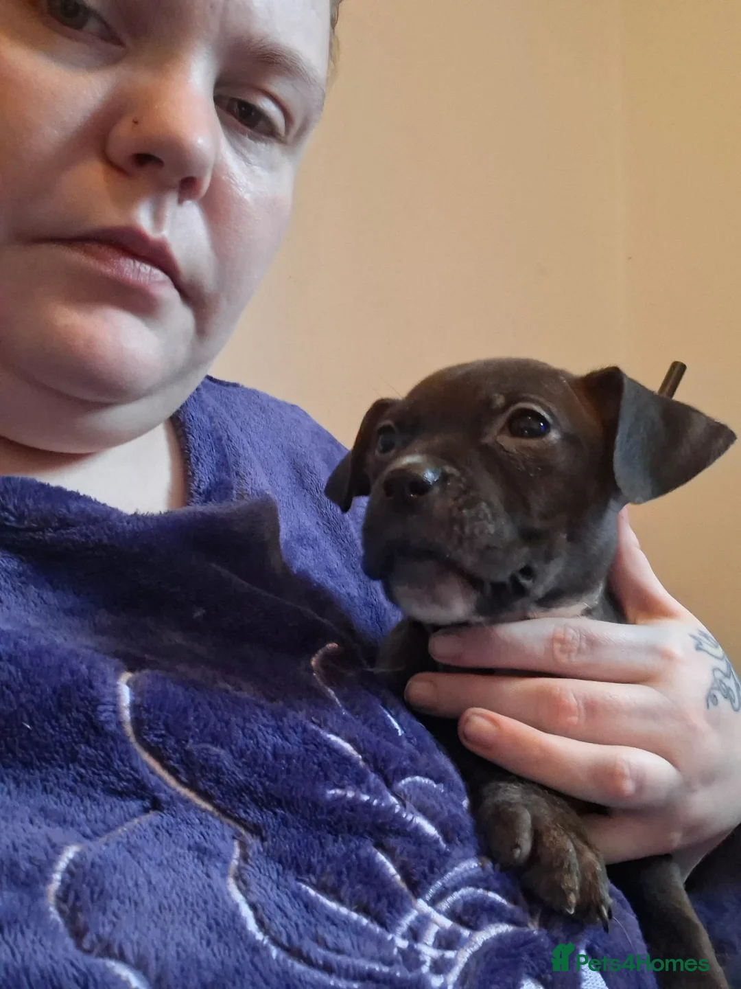 Mixed Breed dogs for sale: 2 female pups - Advert 5