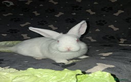 Harlequin rabbits for sale: Harlequin Rabbits for sale  - Image 3