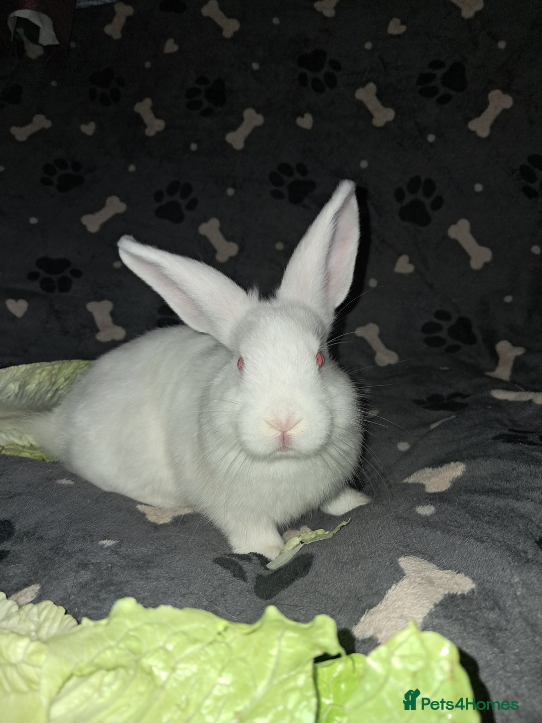 Harlequin rabbits for sale: Harlequin Rabbits for sale  - Image 3