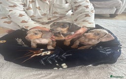 Miniature Dachshund dogs for sale: dapple dachshund puppies available  - Image 1