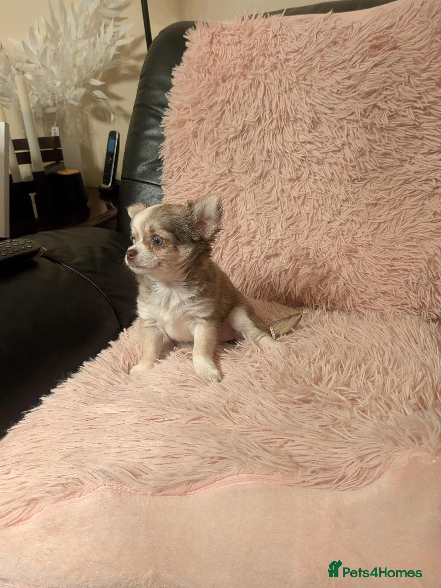 Chihuahua dogs for sale: Beautiful Green eyes Chihuahua  - Advert 1