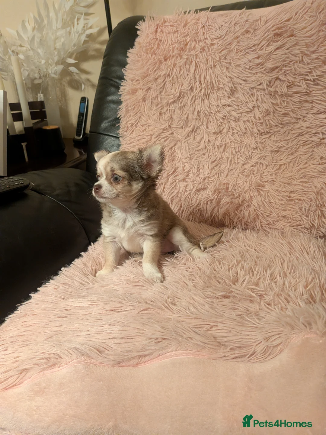Chihuahua dogs for sale: Beautiful Green eyes Chihuahua  - Advert 1