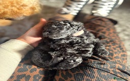Cockapoo dogs for sale: Gorgeous F1B cockapoo  - Image 19