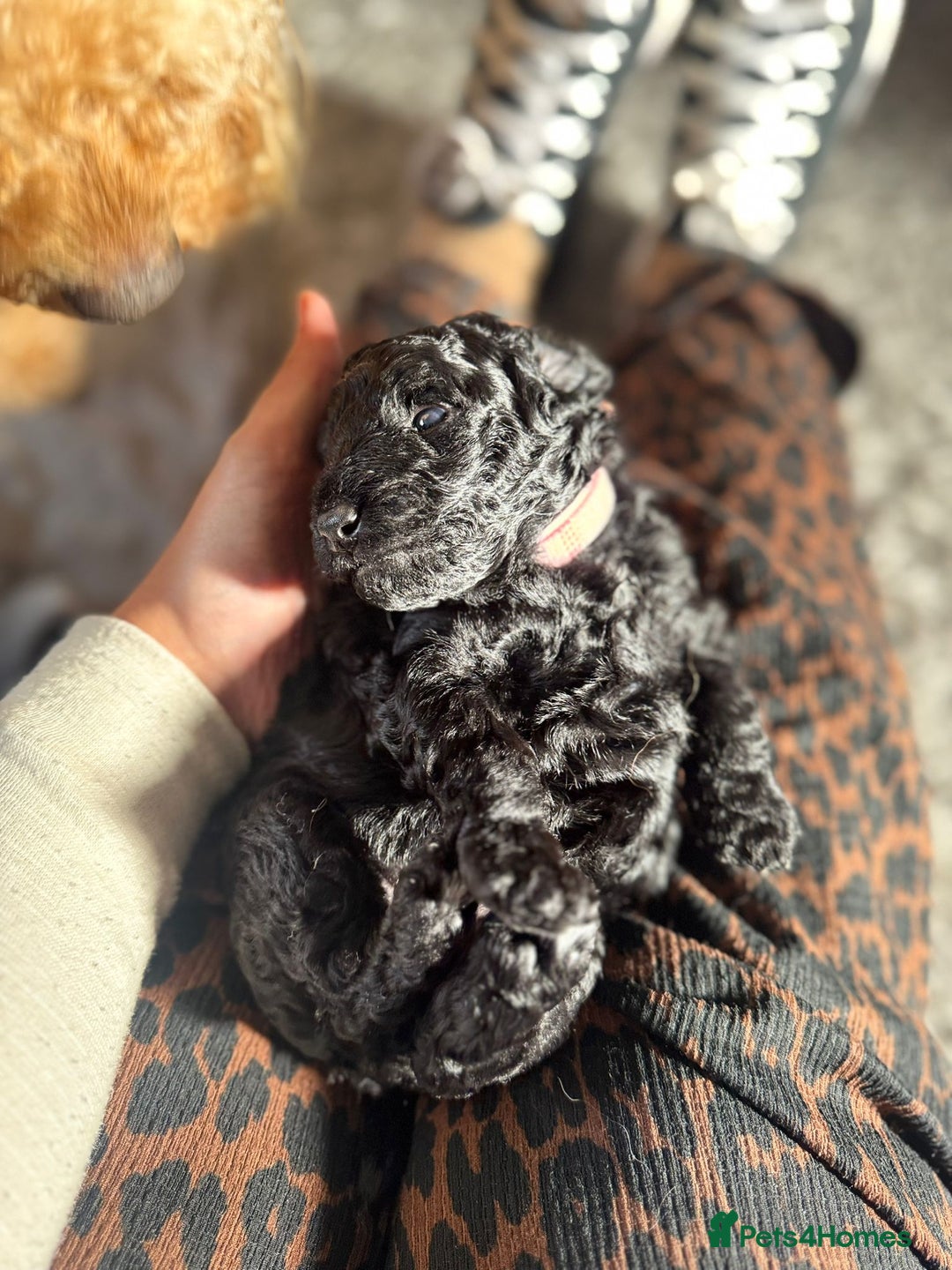 Cockapoo dogs for sale: Gorgeous F1B cockapoo  - Image 19