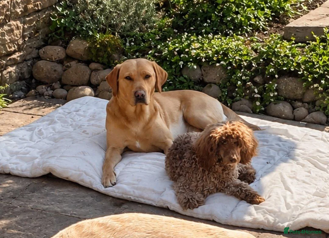 Miniature Poodle dogs for sale: Kc miniature poodles  - Advert 30