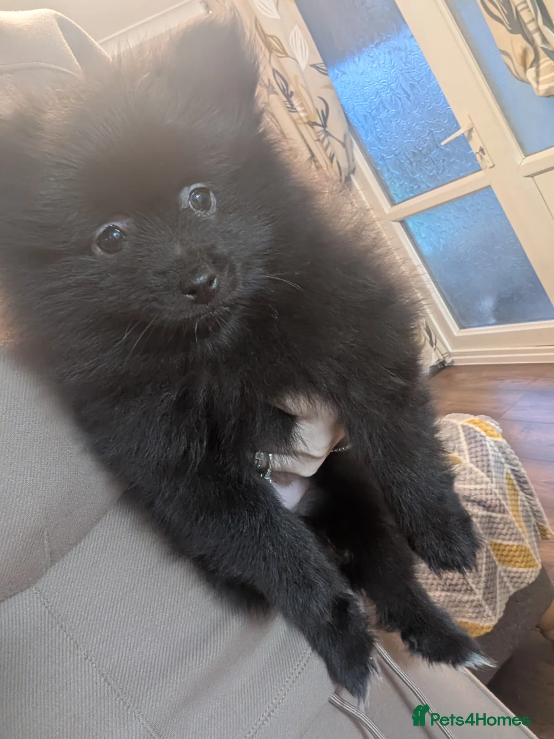 Pomeranian dogs for sale: Miniature Pomeranians - Advert 2