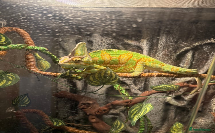 Chameleon reptiles - Advert 1