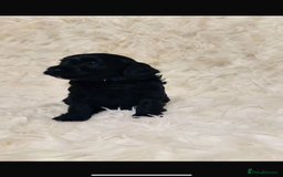 Cockapoo dogs for sale: Cockapoo - Image 4