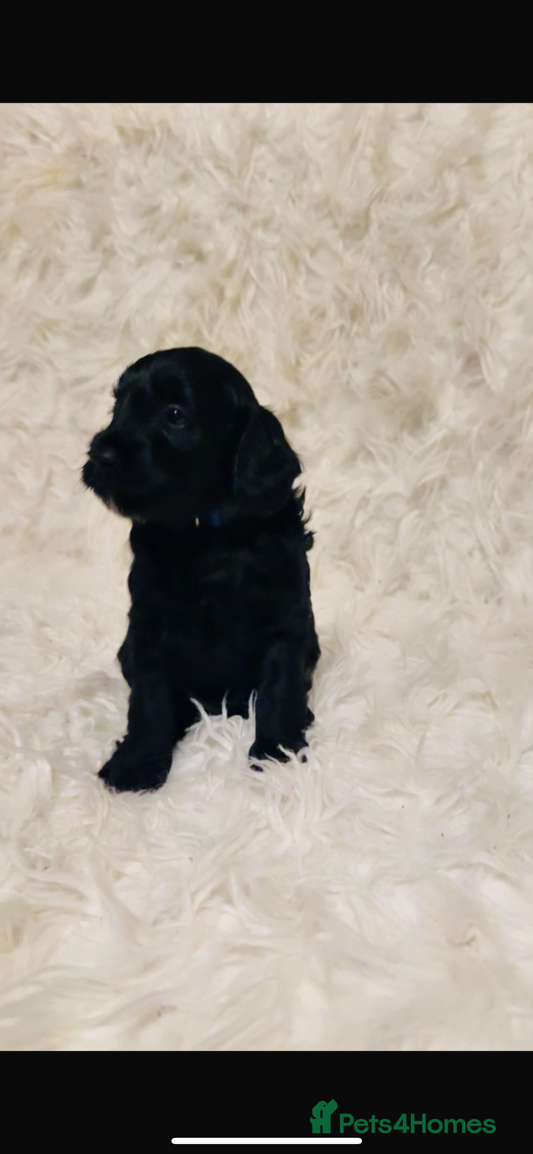 Cockapoo dogs for sale: Cockapoo - Image 4