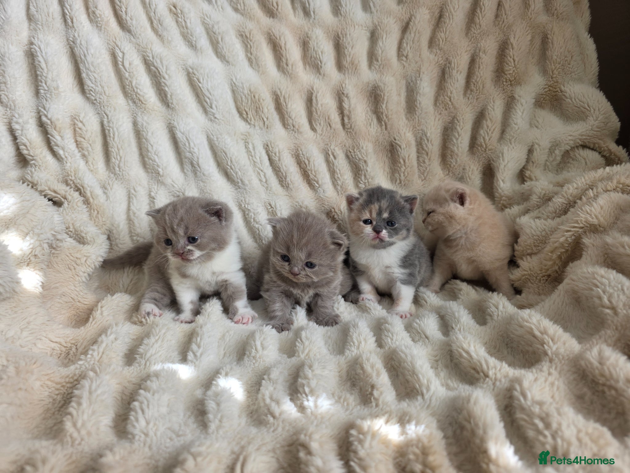 British Shorthair cats for sale: Outstanding quality British shorthair kittens  - Advert 9