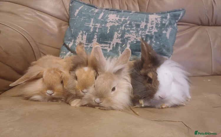 Mini Lion Lop rabbits - Advert 5