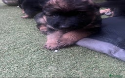 German Shepherd dogs for sale: Czech long hair German shepherd  - Image 4