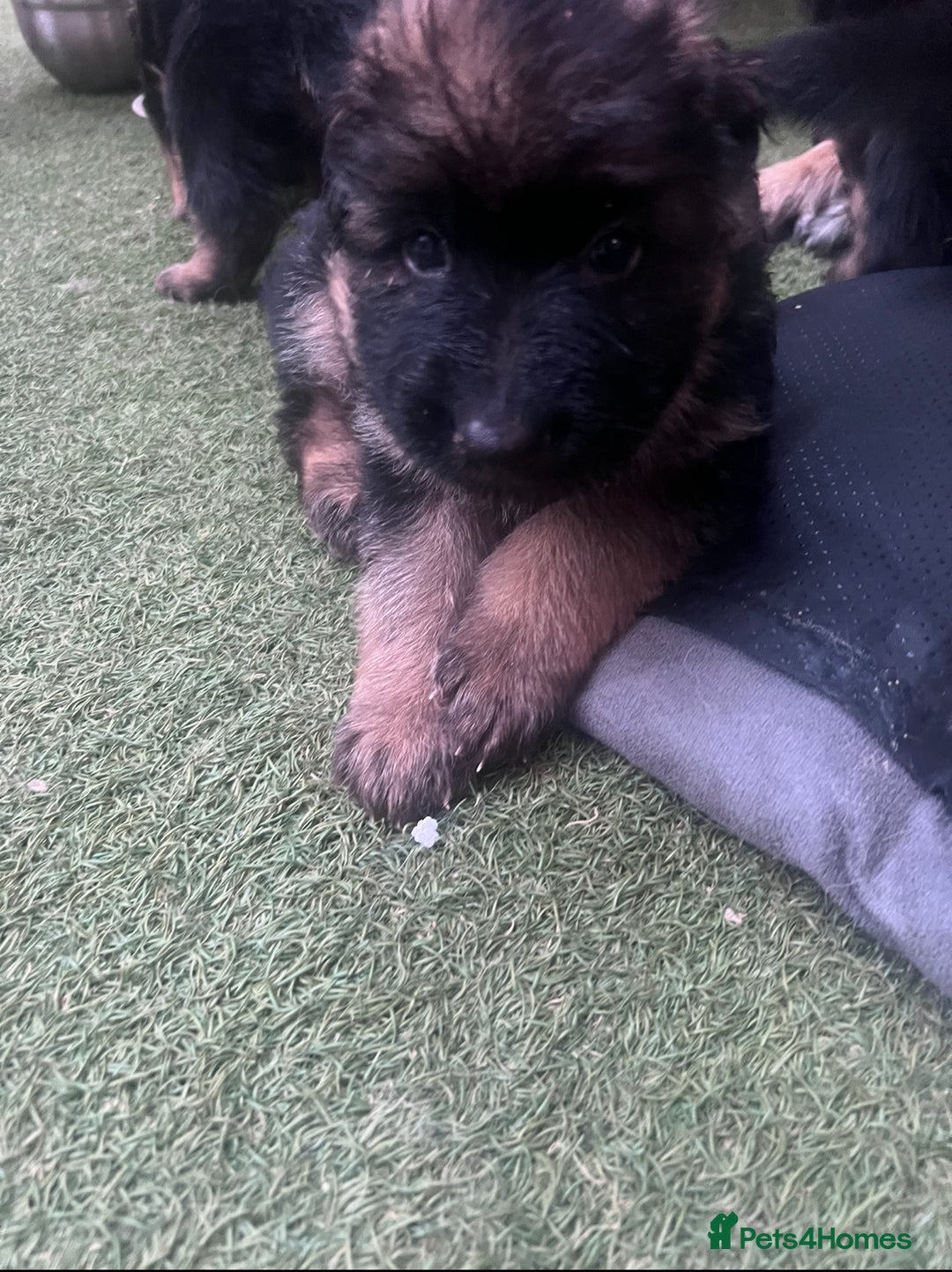 German Shepherd dogs for sale: Czech long hair German shepherd  - Image 4